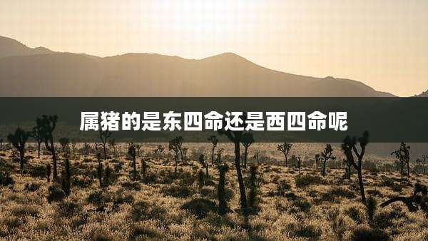 属猪的是东四命还是西四命呢