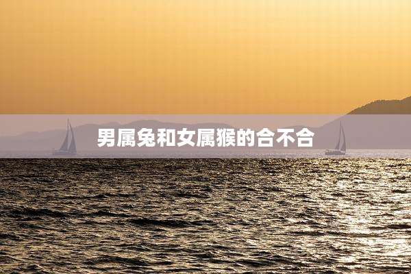 男属兔和女属猴的合不合