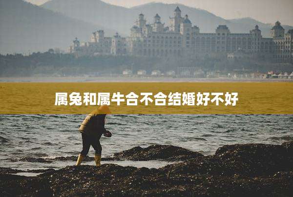 属兔和属牛合不合结婚好不好
