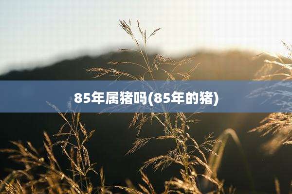 85年属猪吗(85年的猪)