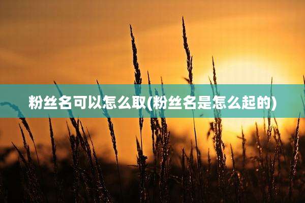 粉丝名可以怎么取(粉丝名是怎么起的)