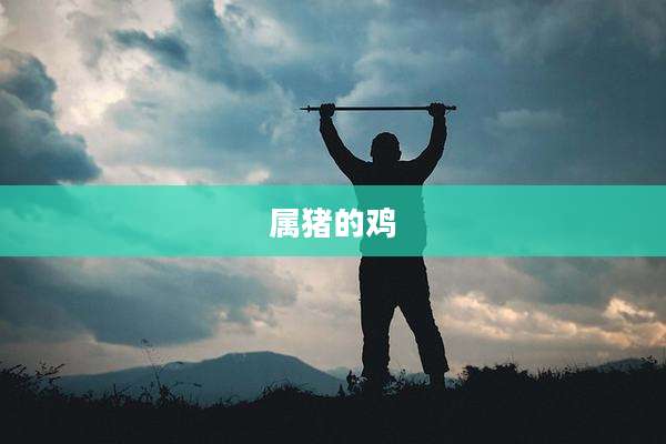 属猪的鸡