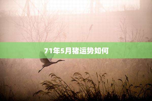 71年5月猪运势如何